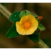 Бала  Sida cordifolia