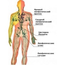 Лимфатическая система — канализация организма.